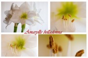 05 Amaryllis